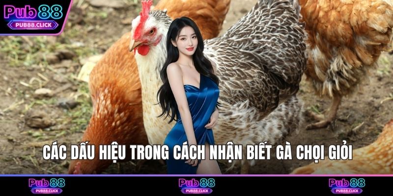 Các dấu hiệu trong cách nhận biết gà chọi giỏi