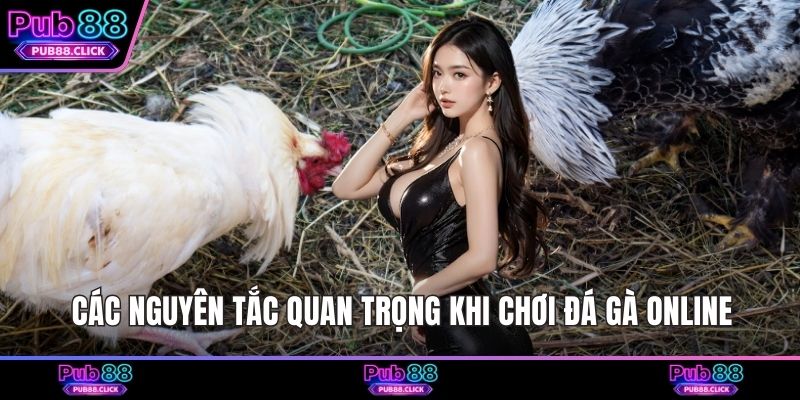 Các nguyên tắc quan trọng khi chơi đá gà online