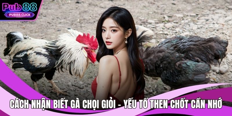 Cách Nhận Biết Gà Chọi Giỏi