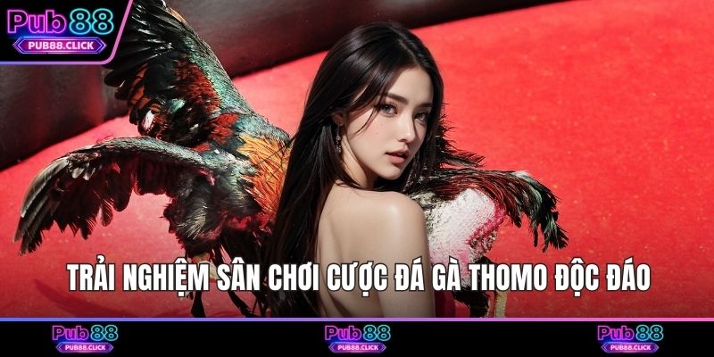 Trải nghiệm sân chơi cược đá gà Thomo độc đáo