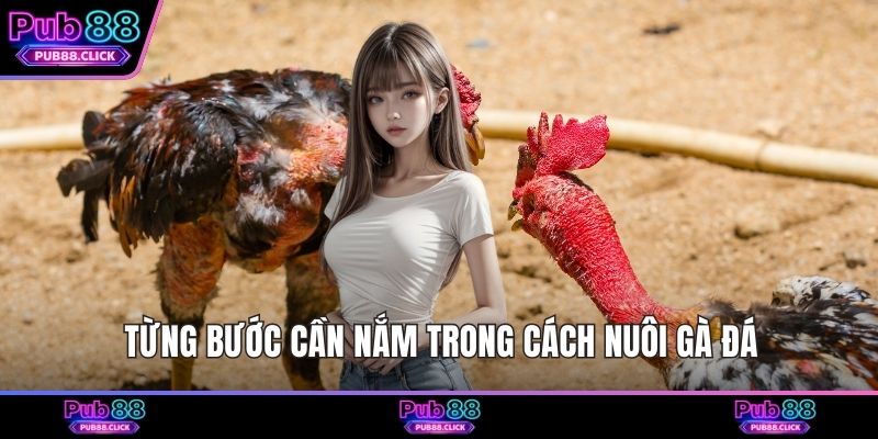 Từng bước cần nắm trong cách nuôi gà đá