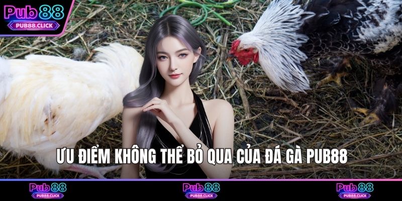 Ưu điểm không thể bỏ qua của đá gà Pub88